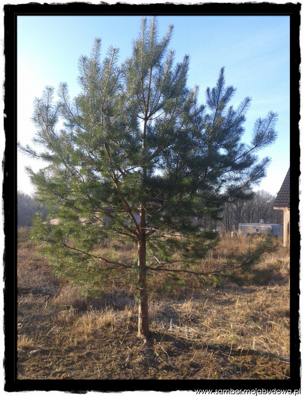 blog budowlany - mojabudowa.pl